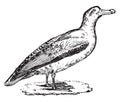 Albatross, vintage engraving