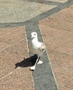 Albatross is walking on the road in Pula port, Croatia Royalty Free Stock Photo