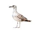 Albatross, on a white background, isolate Royalty Free Stock Photo