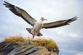 albatross with wings open, landing on cliff