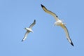 Albatrosses Royalty Free Stock Photo