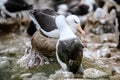 Pair of Black-browed Albatross birds - Diomedeidae - in breeding season in colony on New Island, Falkland Islands Royalty Free Stock Photo