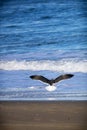 Albatrosses soaring gracefully above a serene water body amidst sandy surroundings Royalty Free Stock Photo