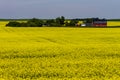 Alberta canola field agriculture canada Royalty Free Stock Photo