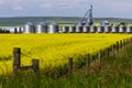 Alberta canola field agriculture canada Royalty Free Stock Photo