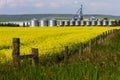 Alberta canola field agriculture canada Royalty Free Stock Photo