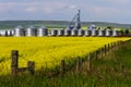 Alberta canola field agriculture canada Royalty Free Stock Photo