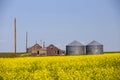 Alberta canola field agriculture canada Royalty Free Stock Photo