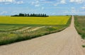 Alberta Farmlands