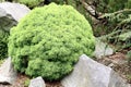 Alberta globe evergreen coniferous