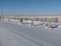 Alberta trees fence snow