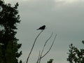 Songbird silhouetted agains a cloudy sky