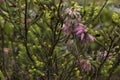 Albertinia heath fynbos flowering Erica Baueri Royalty Free Stock Photo