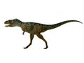 Albertosaurus Dinosaur Side Profile Royalty Free Stock Photo