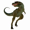 Albertosaurus Dinosaur on White Royalty Free Stock Photo