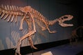 Albertosaurus skeleton shown as running Royalty Free Stock Photo