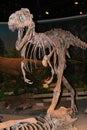 Albertosaurus skeleton shown as running Royalty Free Stock Photo