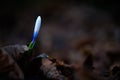 Albiflorus Crocus bud in the woods Royalty Free Stock Photo