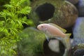 Albino African Cichlid Tropical Fish Royalty Free Stock Photo