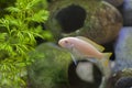 Albino African Cichlid Tropical Fish