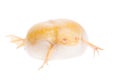 Albino african clawed frog on white background