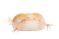 Albino african clawed frog on white background