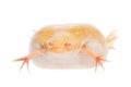 Albino african clawed frog on white background