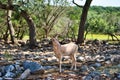 Albino African lowland antilope