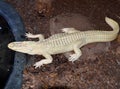 Albino alligator Royalty Free Stock Photo