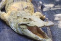 Albino Alligator Royalty Free Stock Photo
