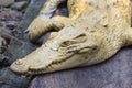 Albino Alligator Royalty Free Stock Photo