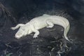 Albino alligator Royalty Free Stock Photo