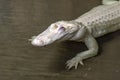 Albino Alligator in Airboat Adventures building Lafitte New Orleans