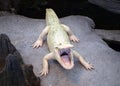 Albino Alligator Royalty Free Stock Photo