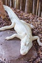 Albino Alligator Royalty Free Stock Photo