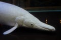 Albino alligator gar fish Royalty Free Stock Photo