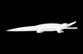 Albino alligator isolated. Crocodile White Monster. Predator animal. Vector illustration
