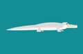 Albino alligator isolated. Crocodile White Monster. Predator animal. Vector illustration