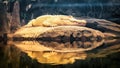 Albino alligator resting on a rock Royalty Free Stock Photo