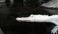 Albino Alligator Royalty Free Stock Photo
