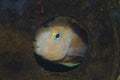 albino Amatitlania nigrofasciata african cichlid in aquarium