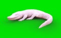 Albino American alligator on green background