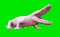 Albino American alligator isolated on green background