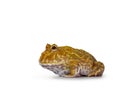 Albino American horned or Pacman frog on white background Royalty Free Stock Photo