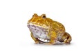 Albino American horned or Pacman frog on white background