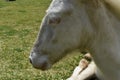 albino animal horse with blue eyes