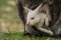 Albino baby bennett's wallaby