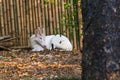 Albino Barking Deer Royalty Free Stock Photo