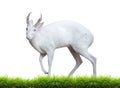 Albino barking deer Royalty Free Stock Photo