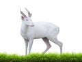 Albino barking deer